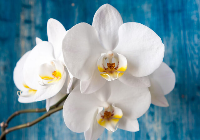 Our name, Orquídea Del Sur, means Orchid of the South. We are inspired by the delicate strength and grace of the orchid—a beautiful flower that thrives in the wild. Today, on International Women’s Day, this symbol celebrates the women who are the true heart of our sanctuary.

While they often prefer to work behind the scenes, their impact is felt in every corner of our cliffside haven. You see their dedication in the crisp linens of our suites, taste their creativity in every dish from our kitchen, and experience their hospitality at our poolside bar.

Happy International Women's Day to our team, our community, and the women who inspire us daily. 

#InternationalWomensDay #OrquideaDelSur #LuxuryInTheWild #IWD2026 #PlayaYankee
