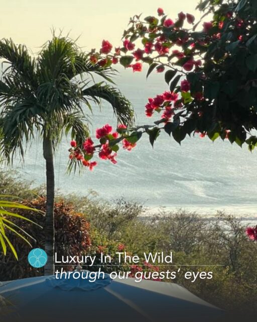 This is how luxury in the wild is experienced through our guests’ eyes. ✨

Private family vacation? We’ve got you. At Orquidea Del Sur, we handle every detail so everyone has the time of their lives. Massages and surf lessons brought to your villa, horseback riding nearby, town explorations and more — planned and effortless. We’re the sweet spot between fun and relaxation. Your job? Soak it all in, embrace the wild, laugh 'til you're breathless, and make beautiful memories together.

Planning a retreat and looking for your private, tropical oasis? We make it magical and seamless: professional, English-speaking management staff, spectacular oceanview pavilion that takes your program to the next level, excellent meals delivered on schedule, and a variety of spacious & comfortable guest rooms that balance peaceful privacy with genuine moments of shared connection.

Dreaming of your honeymoon or a romantic escape? Wake to Pacific views from bed, enjoy spa time for two, and linger over a private candlelit dinner. Secluded, warm, and special — pure unwind and delight.

Book direct or submit your inquiry to experience luxury in the wild through your own eyes.

#OrquideaDelSur #PlayaYankee #SanJuanDelSur #LuxuryHotel #BoutiqueHotel #OceanView  #JungleToSea #WellnessRetreat #HoneymoonDestination #RomanticGetaway #PrivateVacaations #GuestReviews #LuxuryInTheWild