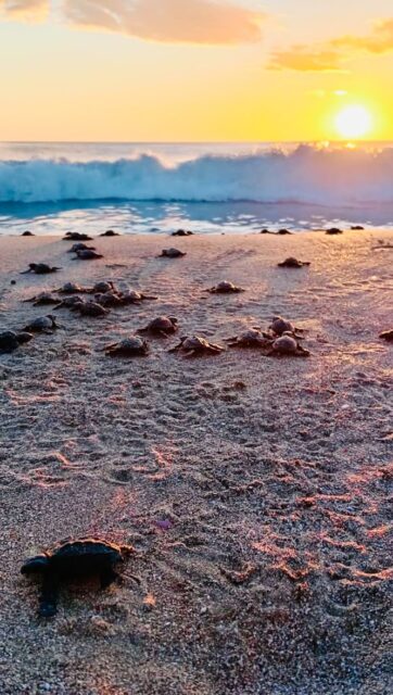 Until this year, Orquídea remained a hidden sanctuary, accessible only by private invitation. In 2025, we opened our doors to the public for the first time — and the warmth of your response has been nothing short of extraordinary.

What did this inaugural year look like? For group events, it was the energy of sold-out international retreats and the connection of sophisticated milestone celebrations. For couples, it was the quiet intimacy of anniversaries and birthdays in our new boutique hotel and the restorative stillness of nature-immersed wellness escapes.

While our business is luxury accommodations, our craft is holding space — designing the backdrop for experiences that become lifetime memories. We close 2025 with full hearts — grateful for every slow morning, every breathtaking sunset, and every guest who trusted us with their most precious moments.

#OrquideaDelSur #LuxuryInTheWild #VisitNicaragua #WellnessTravel #YearRecap