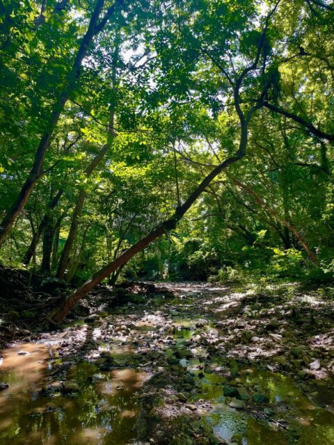 Nature is not a place to visit. It is home 🌎💚

At Orquidea Del Sur, we don’t just overlook the wild—we belong to it. Celebrating the raw beauty of Nicaragua today and every day. 🇳🇮🙏

#EarthDay2026 #OurPowerOurPlanet #LuxuryInTheWild #NicaraguaNature #ArborDay2026